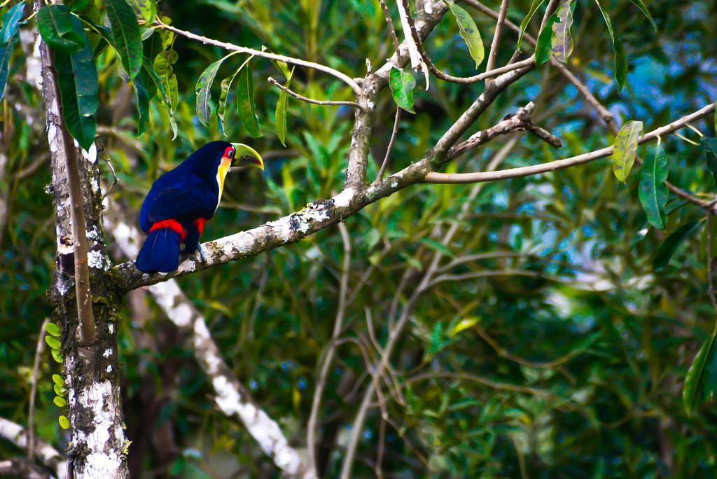 Pousada Jardim Da Mantiqueira Hotel Monte Verde  Kültér fotó